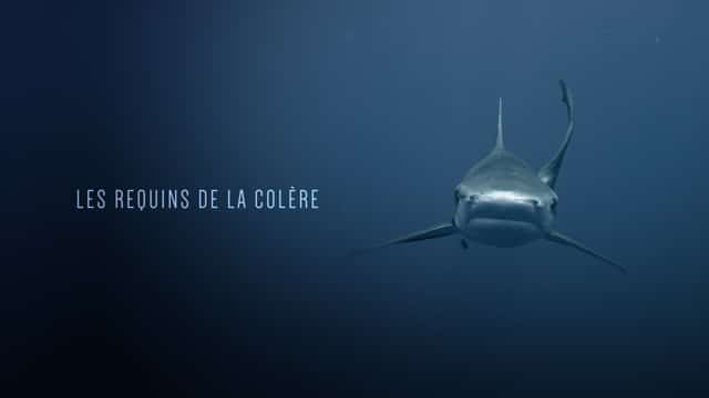 Sharks of wrath – 90′