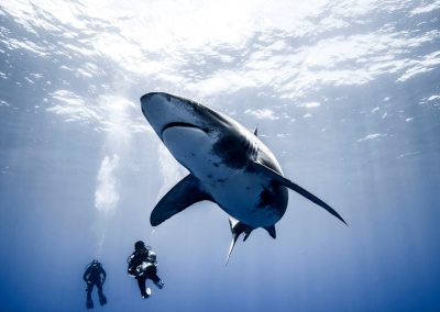 les requins de la colère