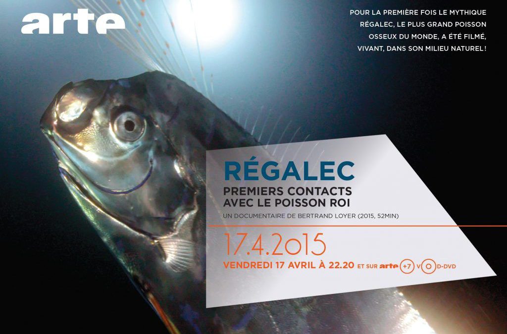 Régalec, premier contact avec le poisson roi – 52’