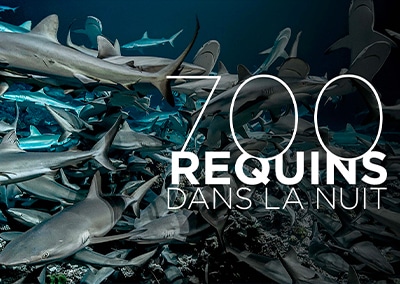 700 requins dans la nuit