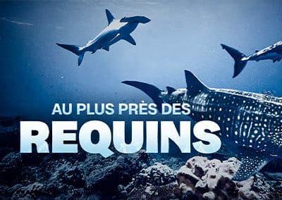 Au plus près des requins